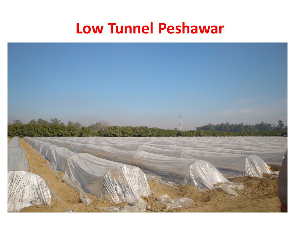 Low Tunnel Peshawar