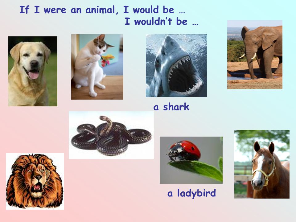 If I were an animal, I would be … a shark a ladybird I wouldn't be … - ppt  download