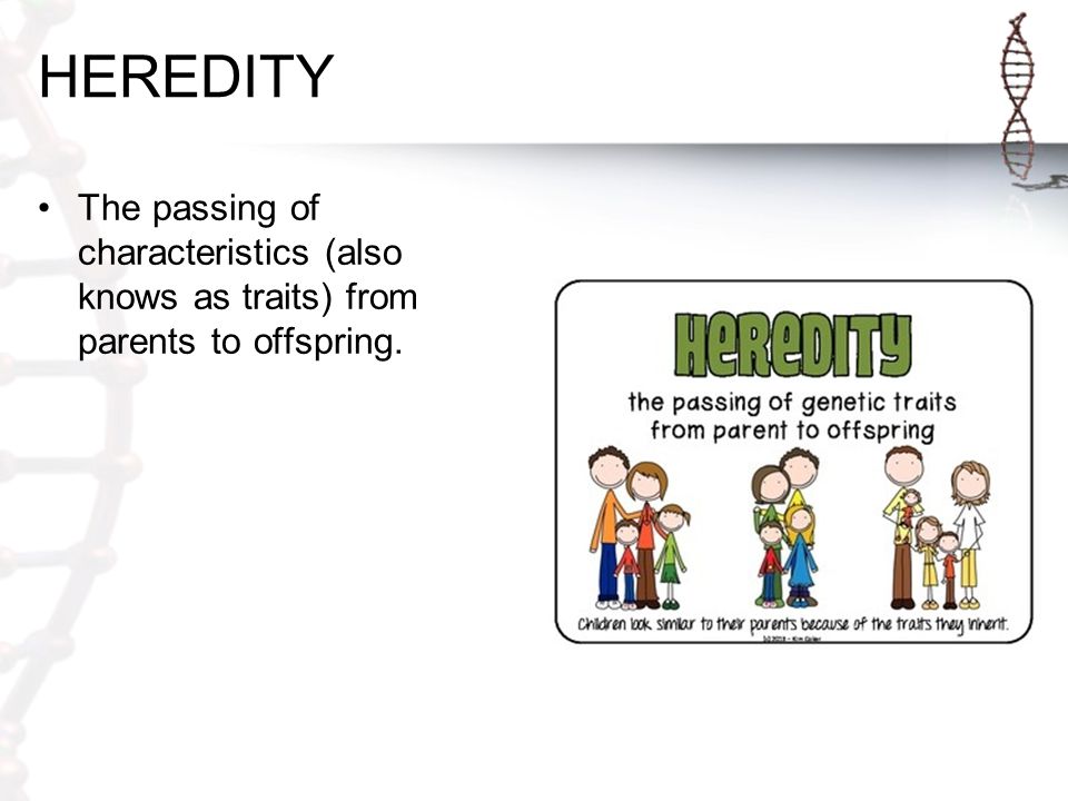 HEREDITY The passing of characteristics (also knows as traits) from parents to offspring.