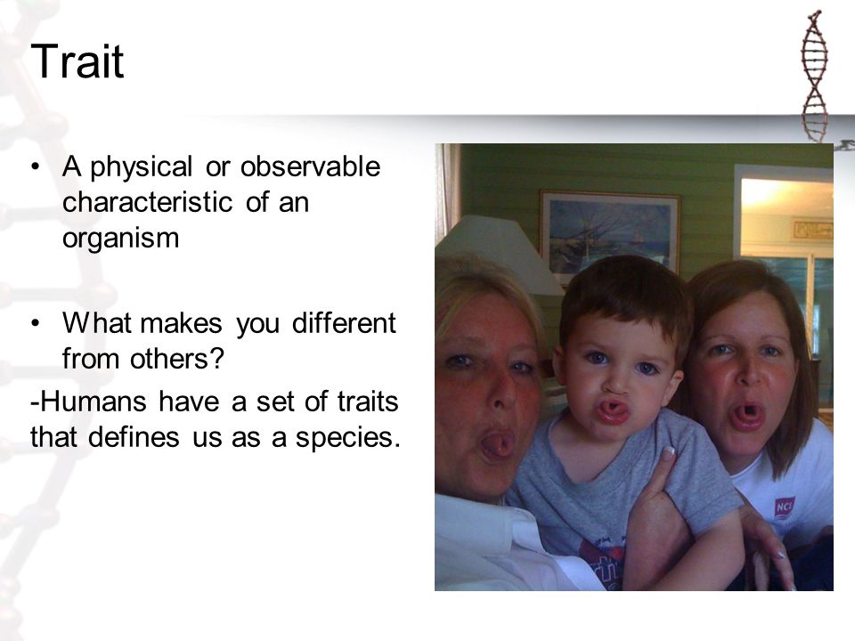 Trait A physical or observable characteristic of an organism What makes you different from others.