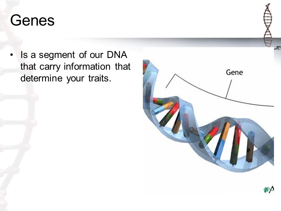 Genes Is a segment of our DNA that carry information that determine your traits.