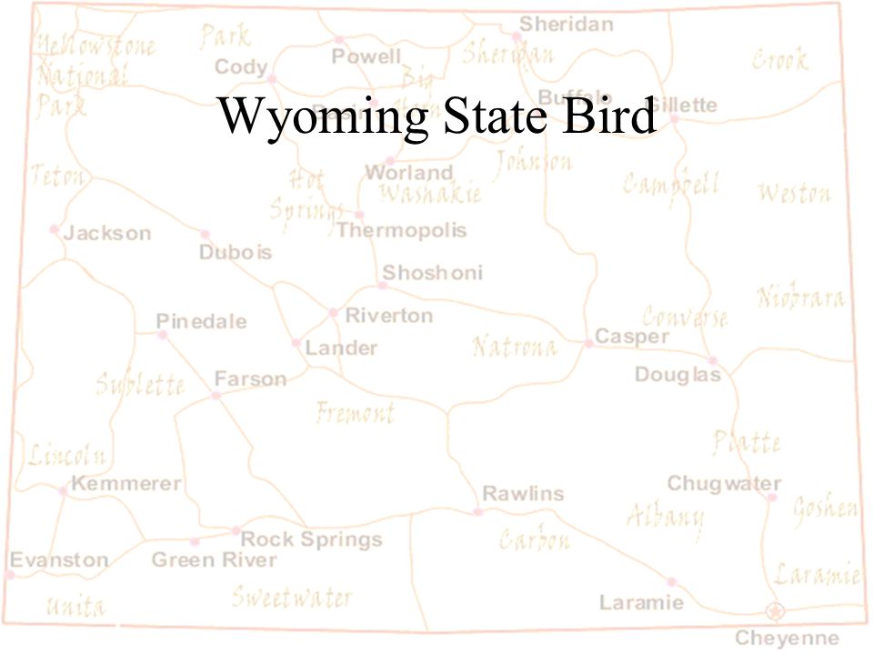 Barb Austin LCSD#1 Wyoming State Bird