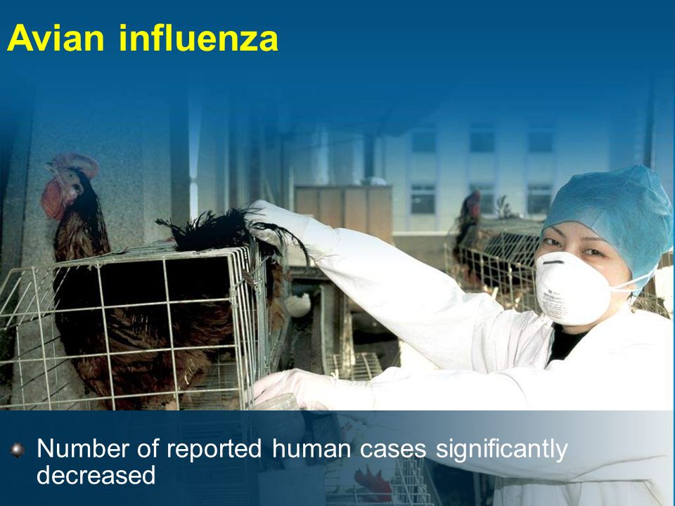 Avian influenza Number of reported human cases significantly decreased