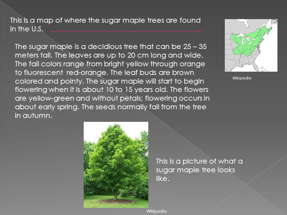 This is a map of where the sugar maple trees are found in the U.S.