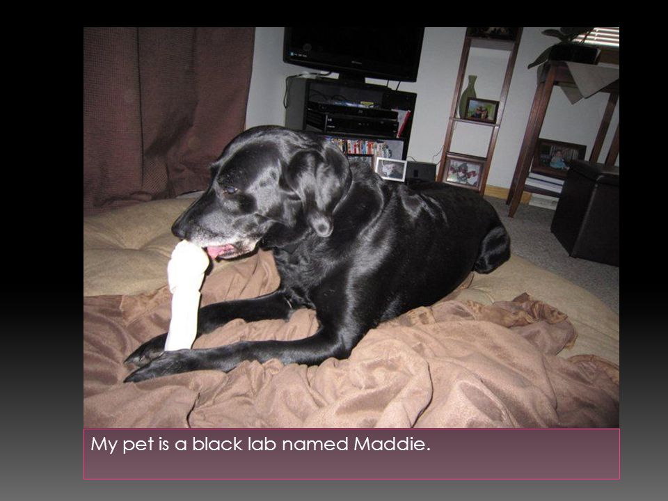 My pet is a black lab named Maddie.