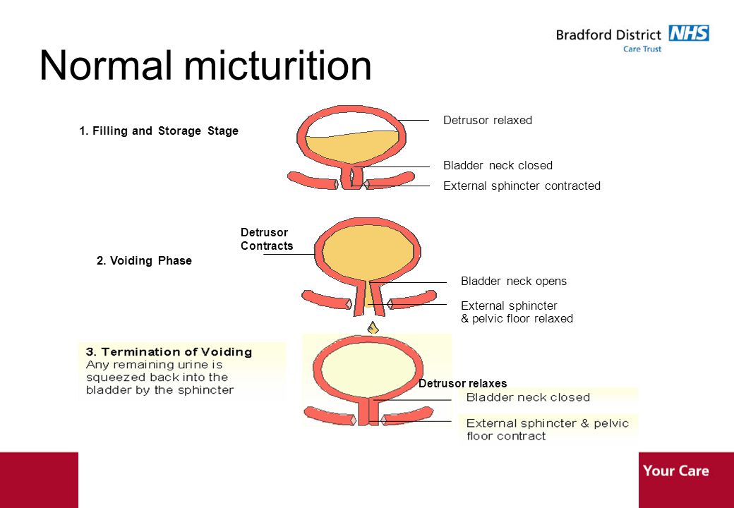 Bladder control during storage/filling phase (A) and micturition