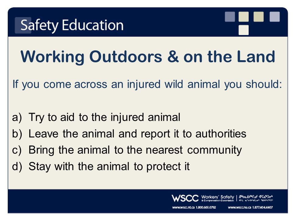 Working Outdoors & on the Land If you come across an injured wild animal you should: a)Try to aid to the injured animal b)Leave the animal and report it to authorities c)Bring the animal to the nearest community d)Stay with the animal to protect it