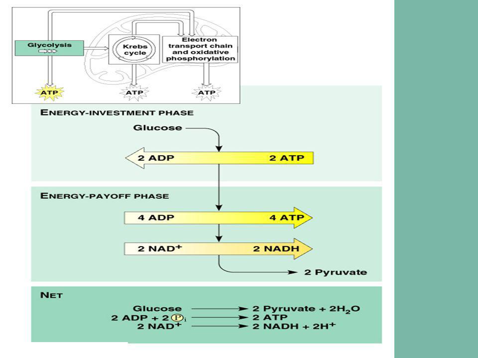 Glycolysis Krebs Cycle Electron Transport Chain Chart