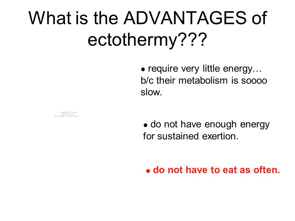 What is the ADVANTAGES of ectothermy .