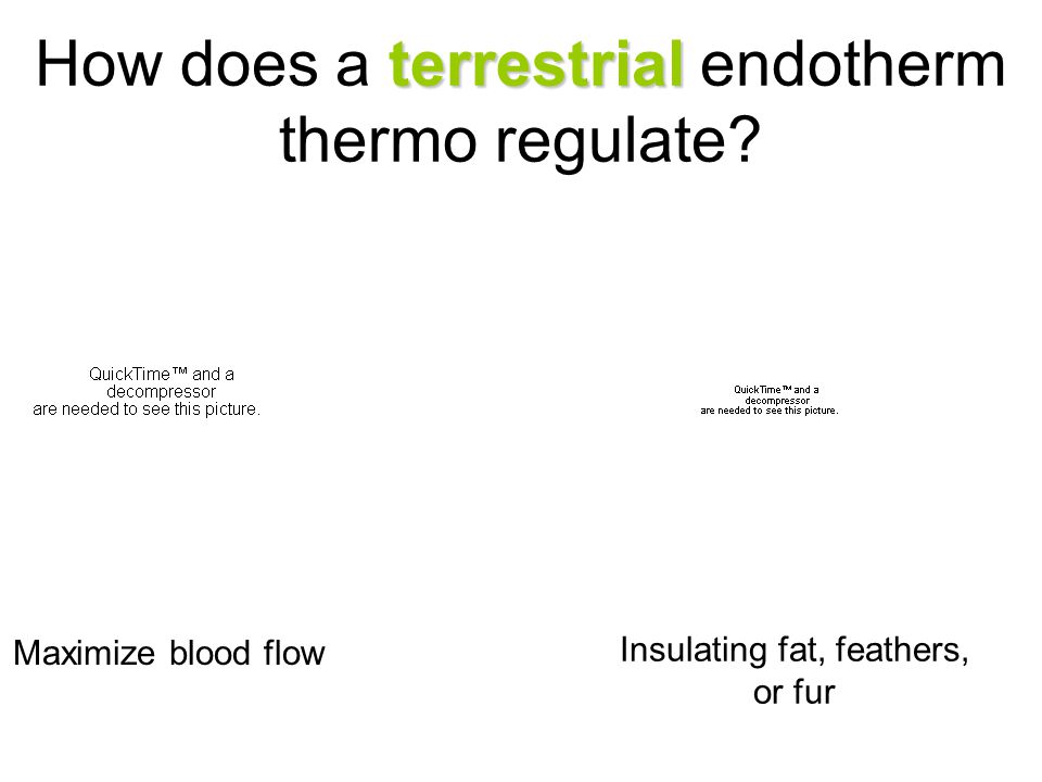 terrestrial How does a terrestrial endotherm thermo regulate.
