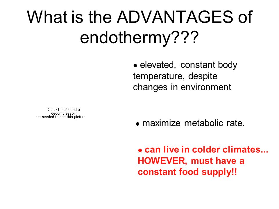 What is the ADVANTAGES of endothermy .