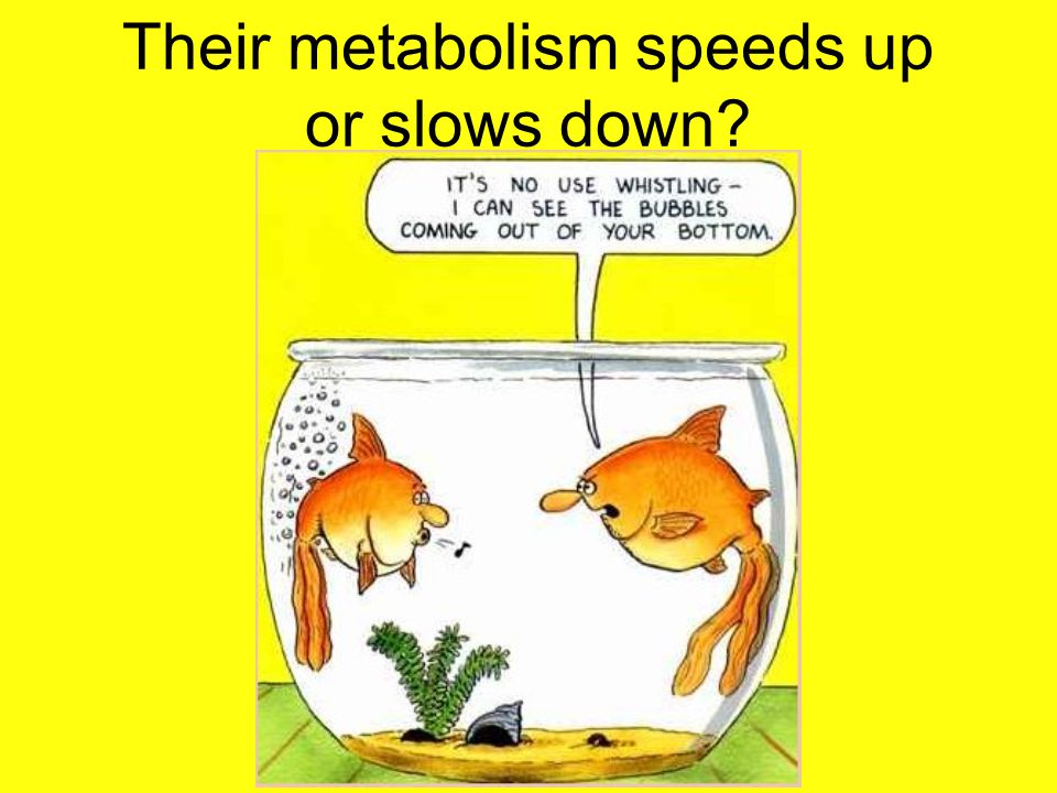 Their metabolism speeds up or slows down