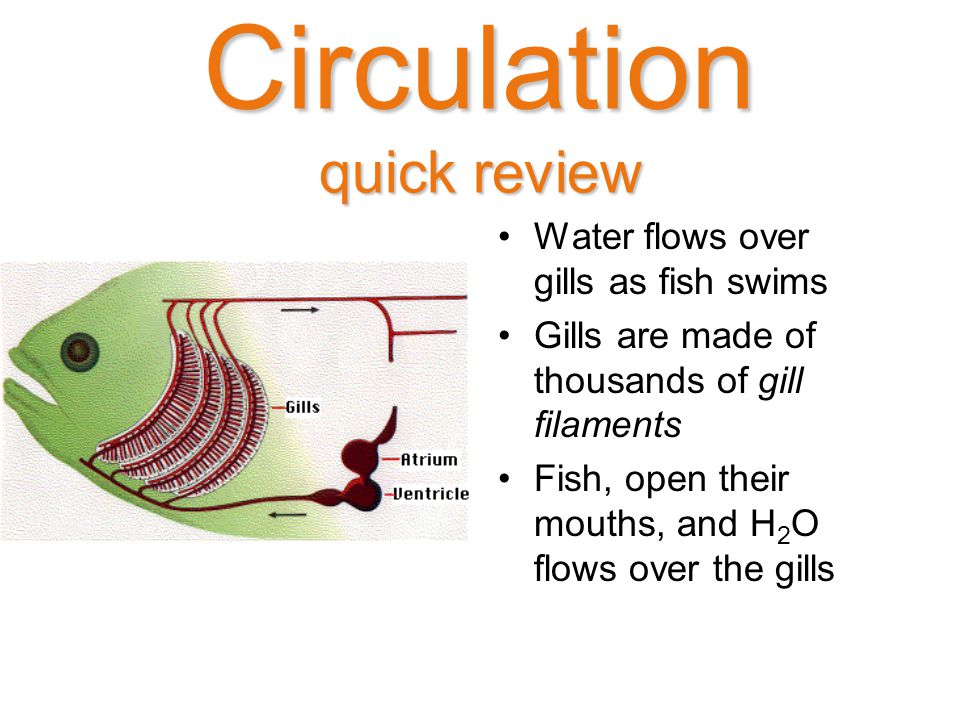 Circulation quick review Water flows over gills as fish swims Gills are made of thousands of gill filaments Fish, open their mouths, and H 2 O flows over the gills