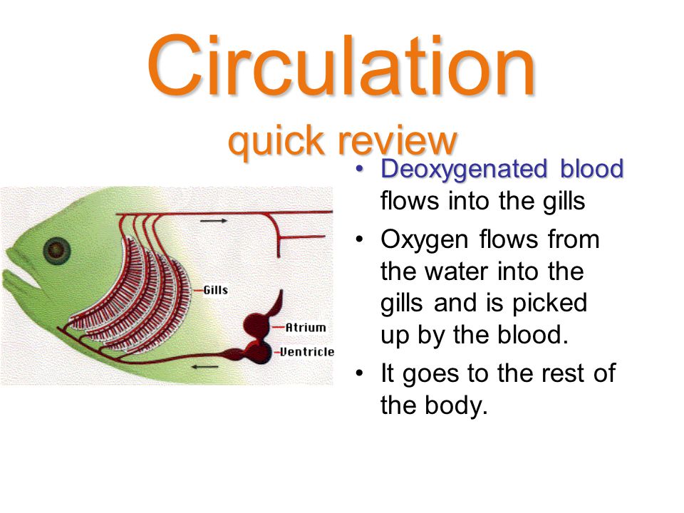 Deoxygenated bloodDeoxygenated blood flows into the gills Oxygen flows from the water into the gills and is picked up by the blood.