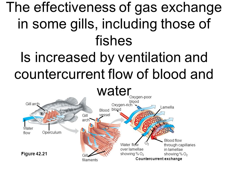 The effectiveness of gas exchange in some gills, including those of fishes Is increased by ventilation and countercurrent flow of blood and water Countercurrent exchange Figure Gill arch Water flow Operculum Gill arch Blood vessel Gill filaments Oxygen-poor blood Oxygen-rich blood Water flow over lamellae showing % O 2 Blood flow through capillaries in lamellae showing % O 2 Lamella 100% 40% 70% 15% 90% 60% 30% 5% O2O2