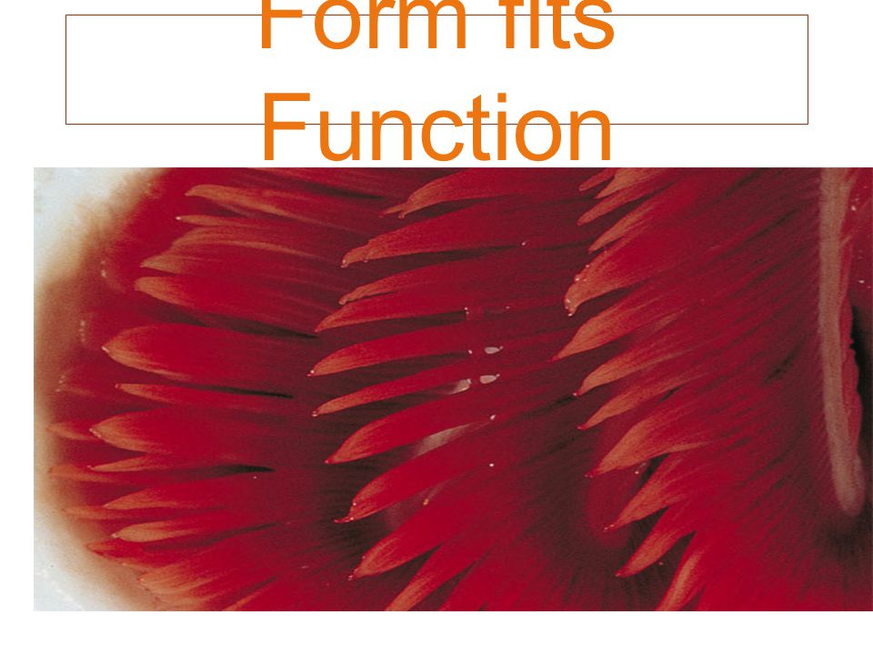 Form fits Function Figure 42.1