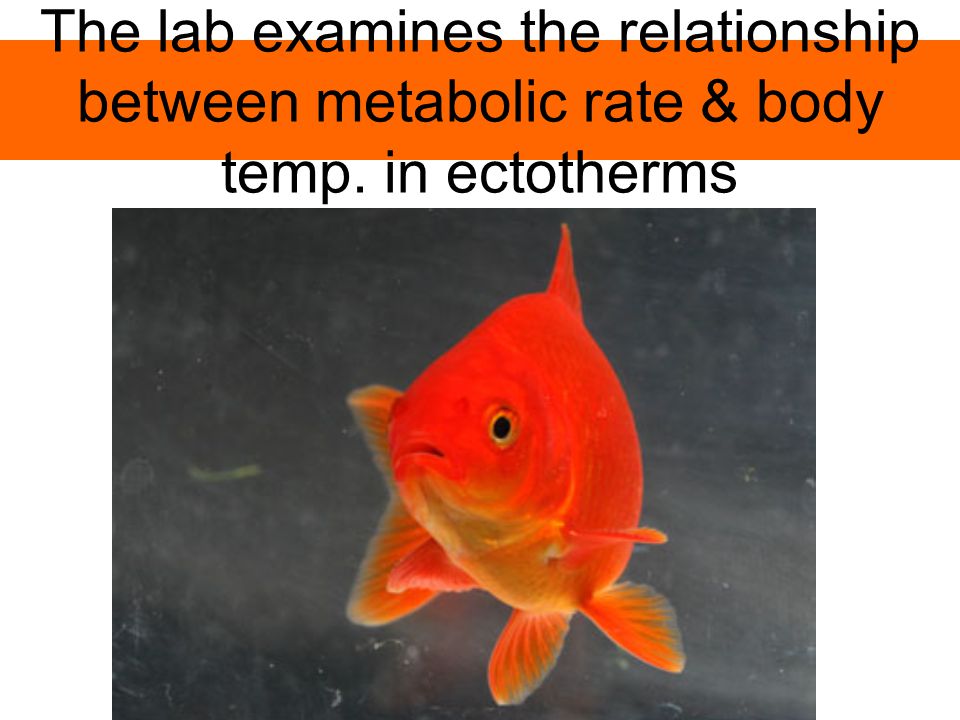 The lab examines the relationship between metabolic rate & body temp. in ectotherms