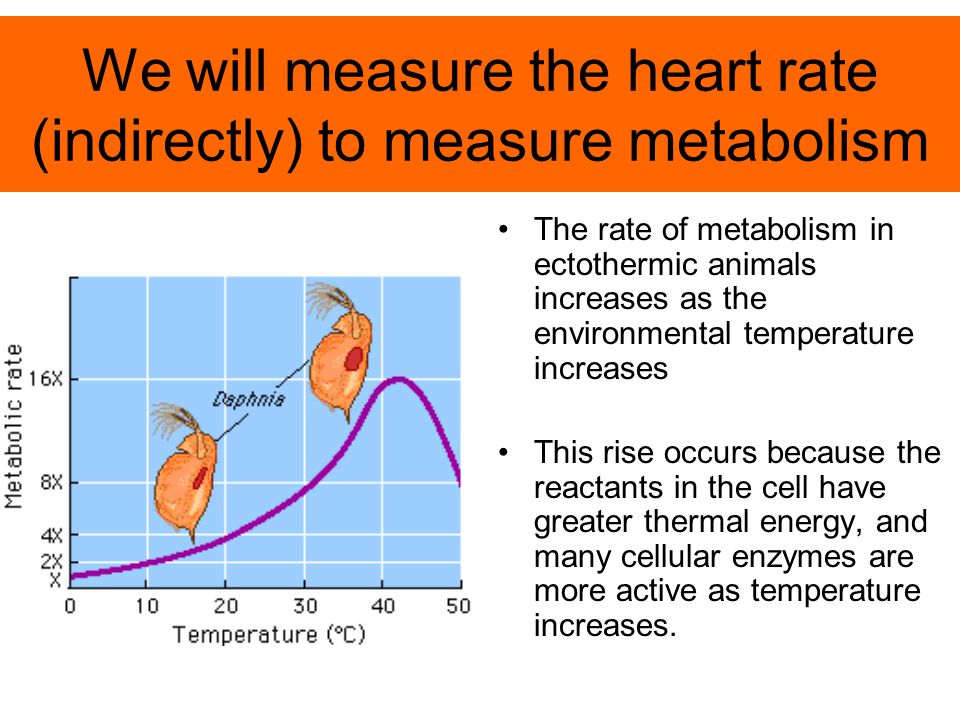 We will measure the heart rate (indirectly) to measure metabolism The rate of metabolism in ectothermic animals increases as the environmental temperature increases This rise occurs because the reactants in the cell have greater thermal energy, and many cellular enzymes are more active as temperature increases.