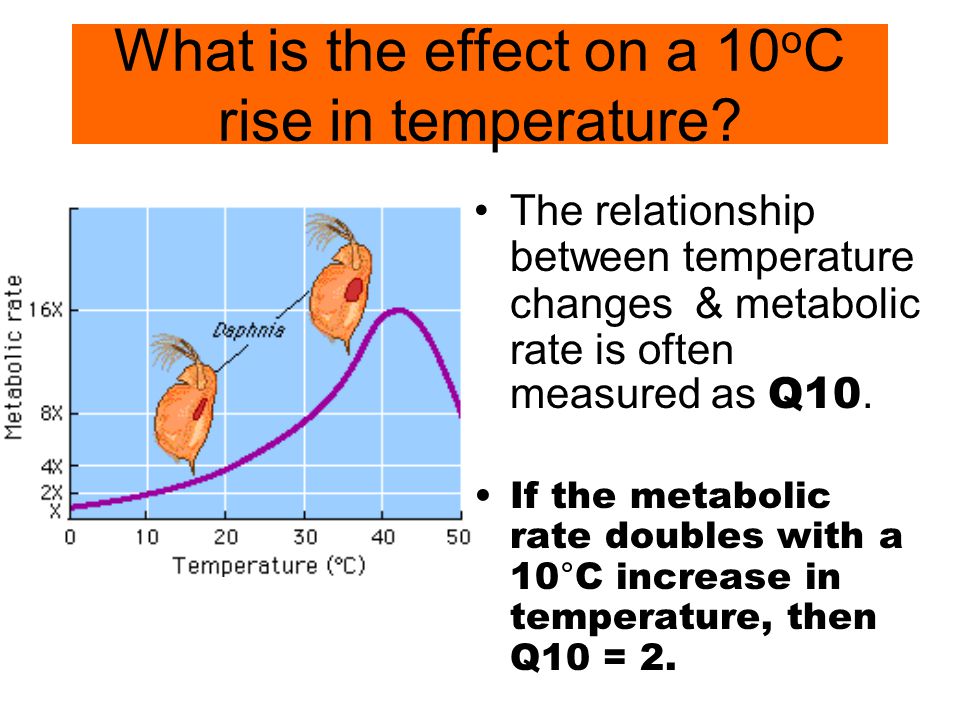 What is the effect on a 10 o C rise in temperature.