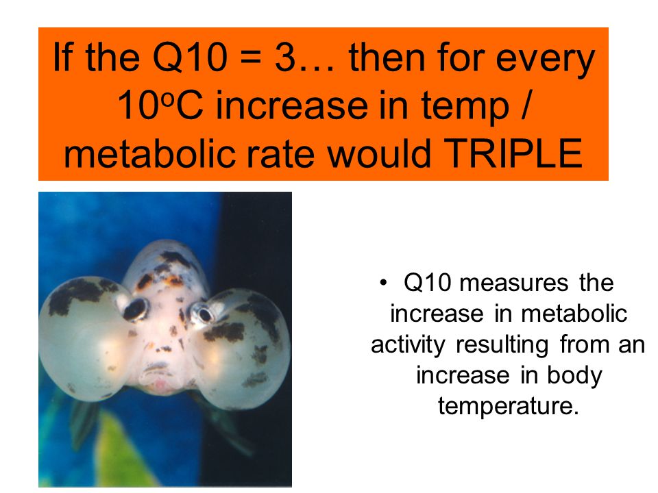 If the Q10 = 3… then for every 10 o C increase in temp / metabolic rate would TRIPLE Q10 measures the increase in metabolic activity resulting from an increase in body temperature.