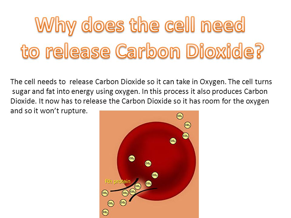 The cell needs to release Carbon Dioxide so it can take in Oxygen.
