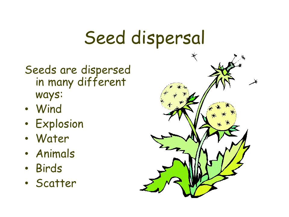 Seed dispersal Seeds are dispersed in many different ways: Wind Explosion Water Animals Birds Scatter
