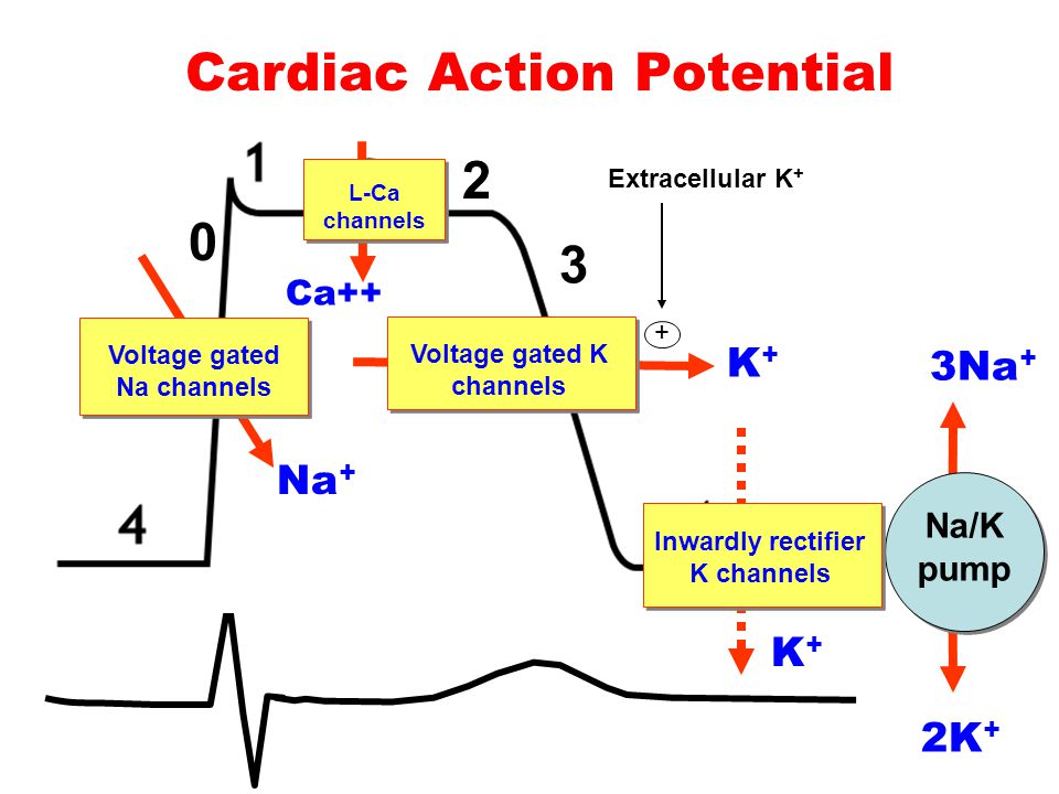 Osama Diab. Na/K pump 3Na + 2K + Cardiac Action Potential K+K+ Voltage  gated K channels K+K+ Inwardly rectifier K channels Na + Voltage gated Na  channels. - ppt download