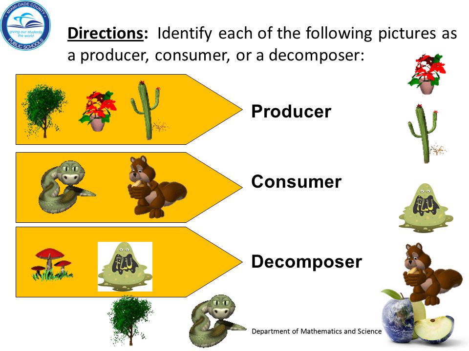 Directions: Identify each of the following pictures as a producer, consumer, or a decomposer: Producer Consumer Decomposer