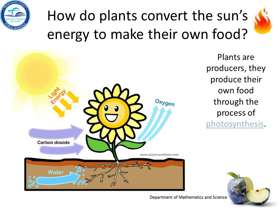 How do plants convert the sun’s energy to make their own food.