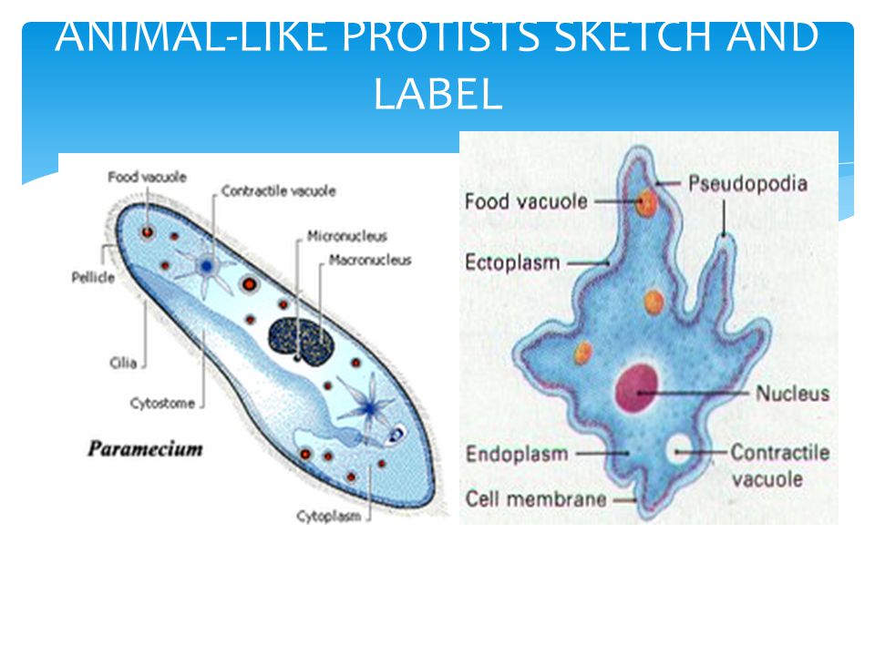 PROTISITS CH 9 SEC 3.  Animal-like protist   is a protist?    characteristics do they have in common?   animal-like protists.  - ppt download