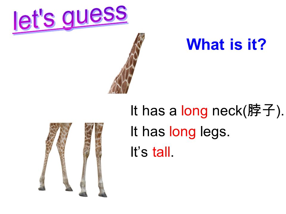 It has a long neck( 脖子 ). It has long legs. It’s tall. What is it