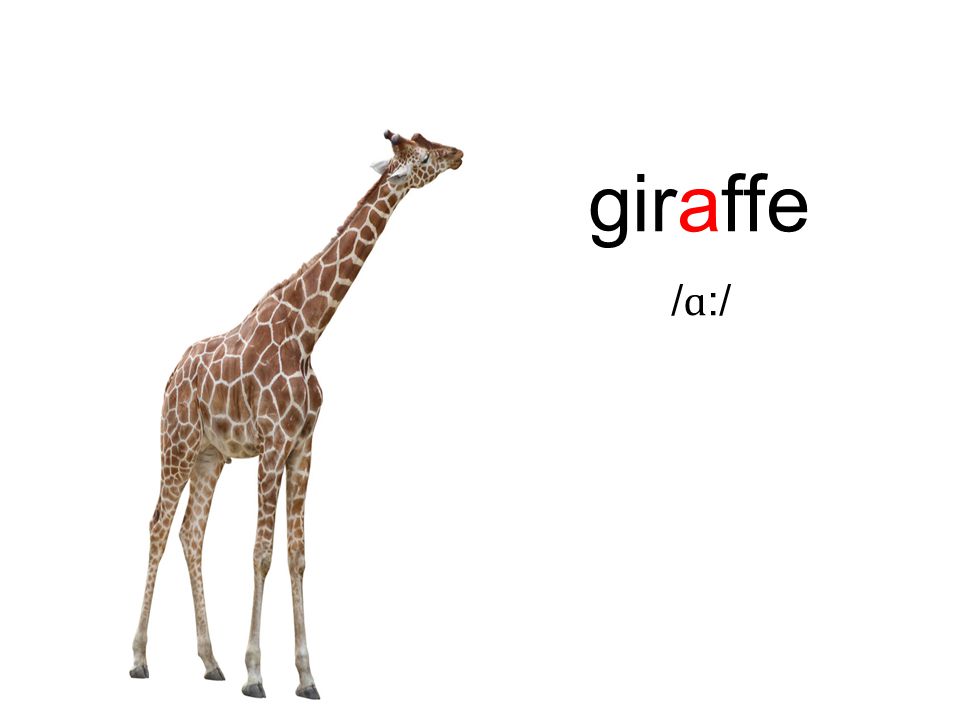 giraffe / ɑ :/
