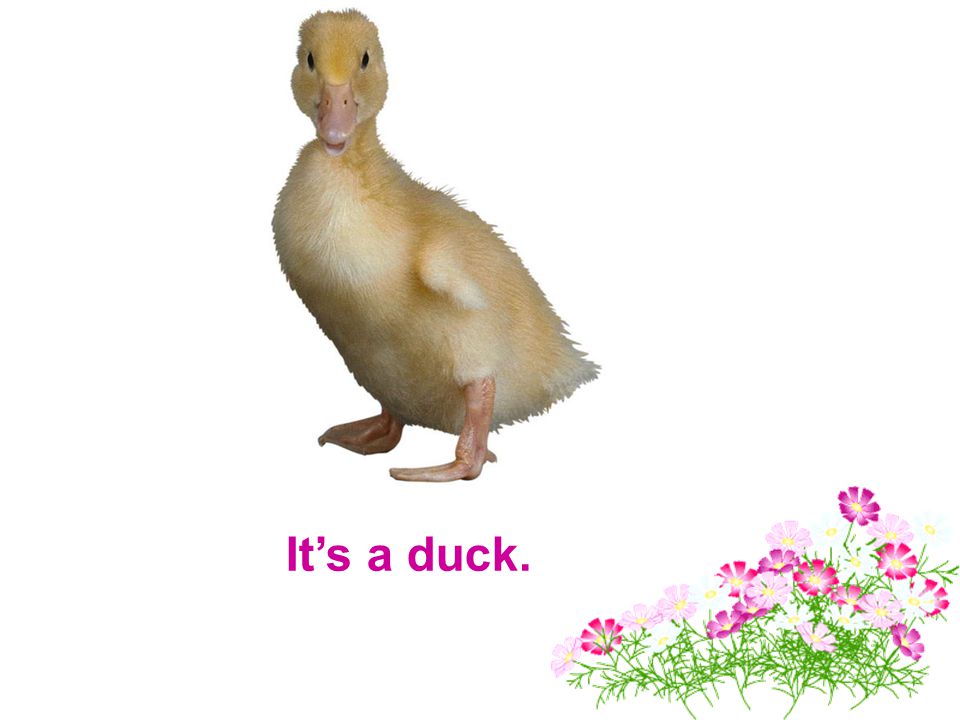 It’s a duck.