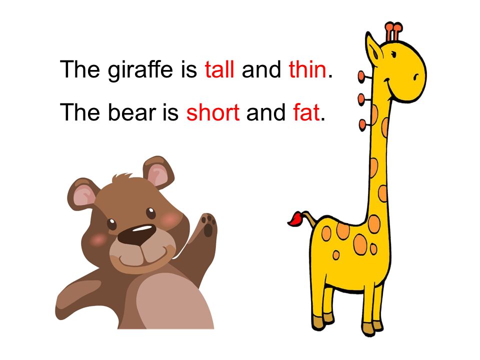 The giraffe is tall and thin. The bear is short and fat.