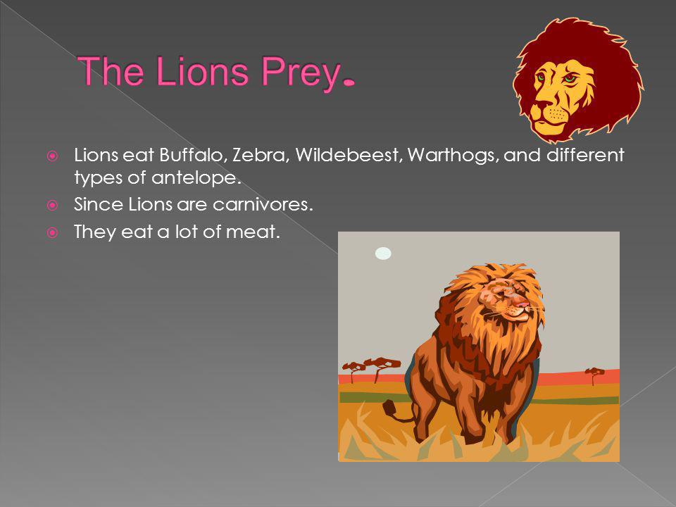  Lions eat Buffalo, Zebra, Wildebeest, Warthogs, and different types of antelope.