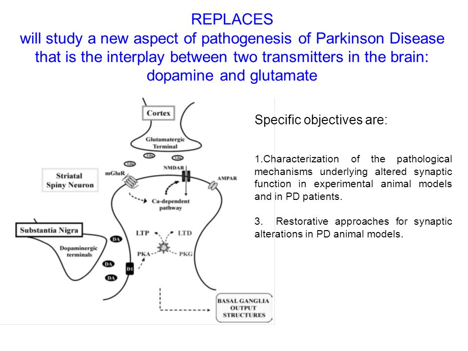REPLACES will study a new aspect of pathogenesis of Parkinson Disease that is the interplay between two transmitters in the brain: dopamine and glutamate Specific objectives are: 1.Characterization of the pathological mechanisms underlying altered synaptic function in experimental animal models and in PD patients.