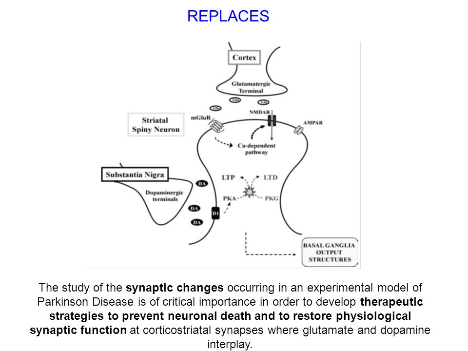 REPLACES The study of the synaptic changes occurring in an experimental model of Parkinson Disease is of critical importance in order to develop therapeutic strategies to prevent neuronal death and to restore physiological synaptic function at corticostriatal synapses where glutamate and dopamine interplay.