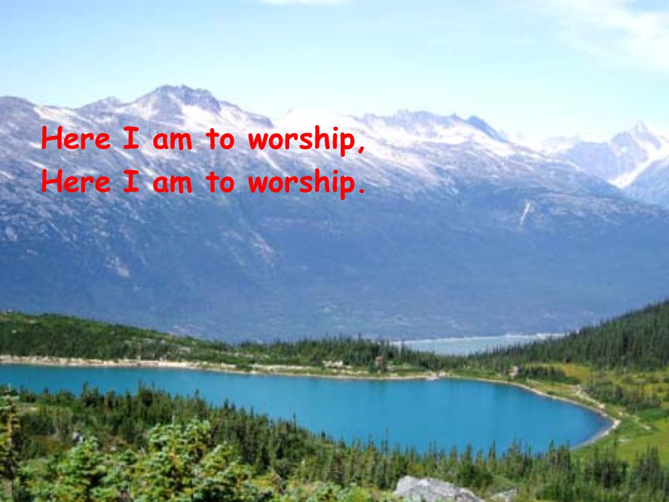 Here I am to worship, Here I am to worship.