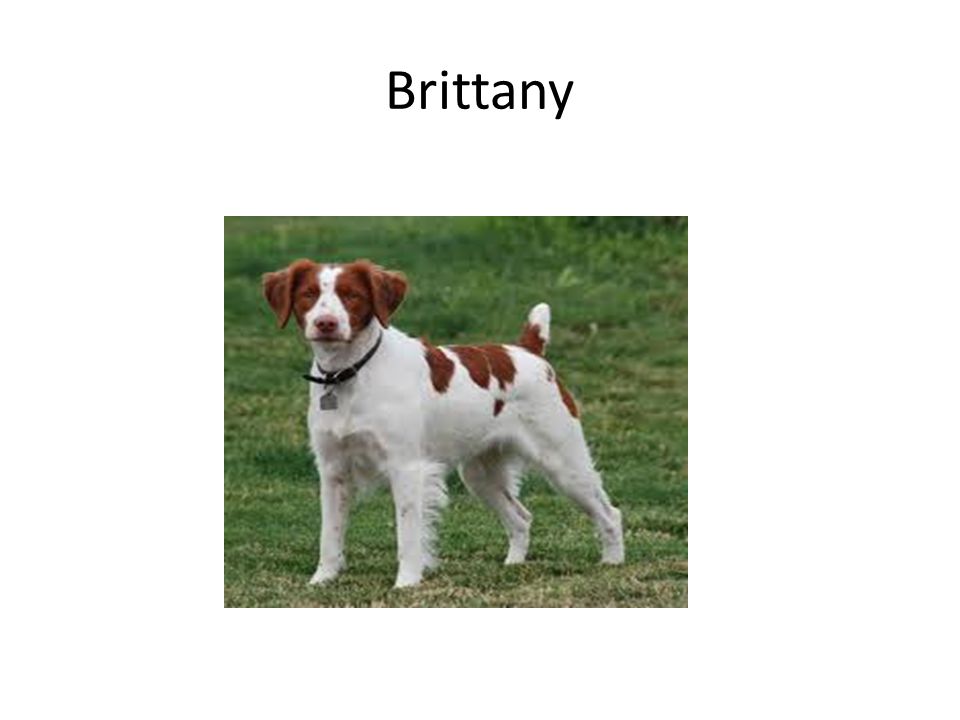 Breed Identification Veterinary Science Cde Sporting Dogs