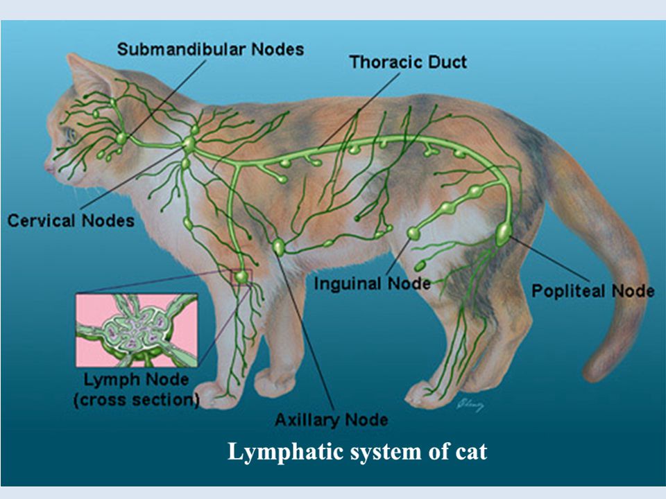 У собаки воспалились лимфоузлы. Лимфоузлы кошки анатомия. Лимфатическая система кошки анатомия. Лимфатическая система кошки схема. Строение кошки анатомия лимфатической системы.