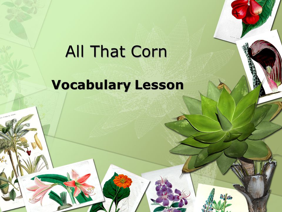 All That Corn Vocabulary Lesson