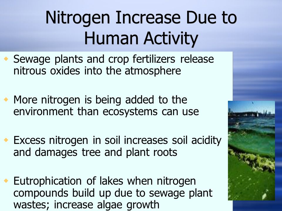 Nitrogen Increase Due to Human Activity  Sewage plants and crop fertilizers release nitrous oxides into the atmosphere  More nitrogen is being added to the environment than ecosystems can use  Excess nitrogen in soil increases soil acidity and damages tree and plant roots  Eutrophication of lakes when nitrogen compounds build up due to sewage plant wastes; increase algae growth  Sewage plants and crop fertilizers release nitrous oxides into the atmosphere  More nitrogen is being added to the environment than ecosystems can use  Excess nitrogen in soil increases soil acidity and damages tree and plant roots  Eutrophication of lakes when nitrogen compounds build up due to sewage plant wastes; increase algae growth