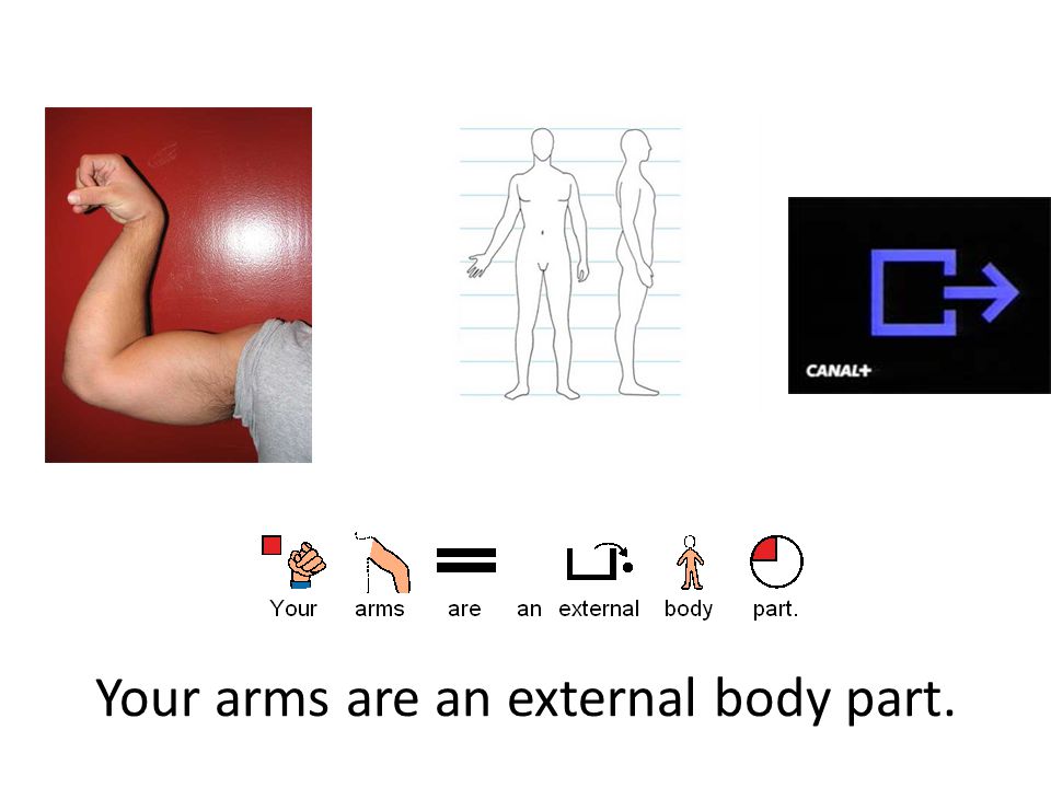 Your arms are an external body part.