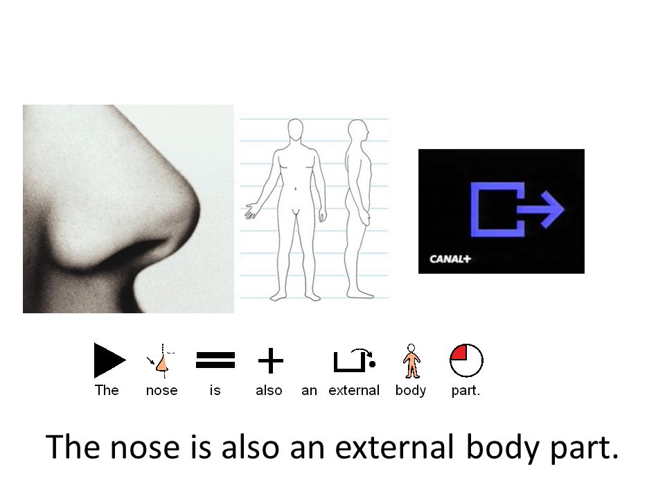 The nose is also an external body part.