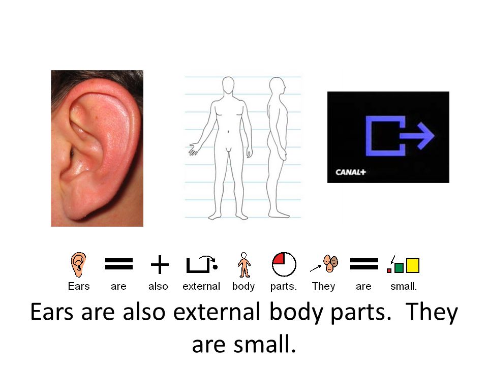 Ears are also external body parts. They are small.