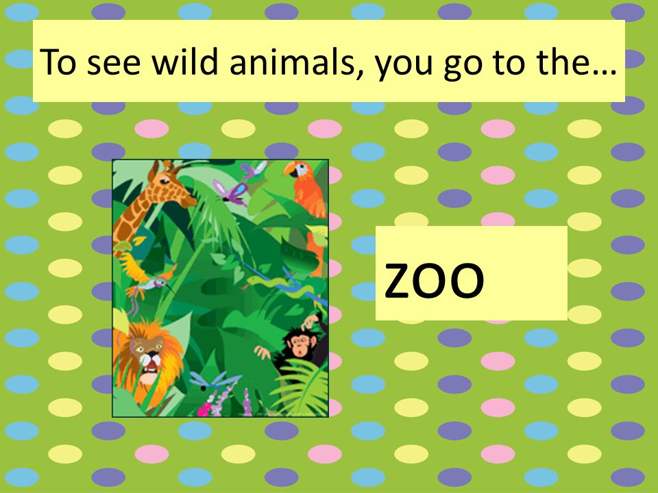 To see wild animals, you go to the… zoo