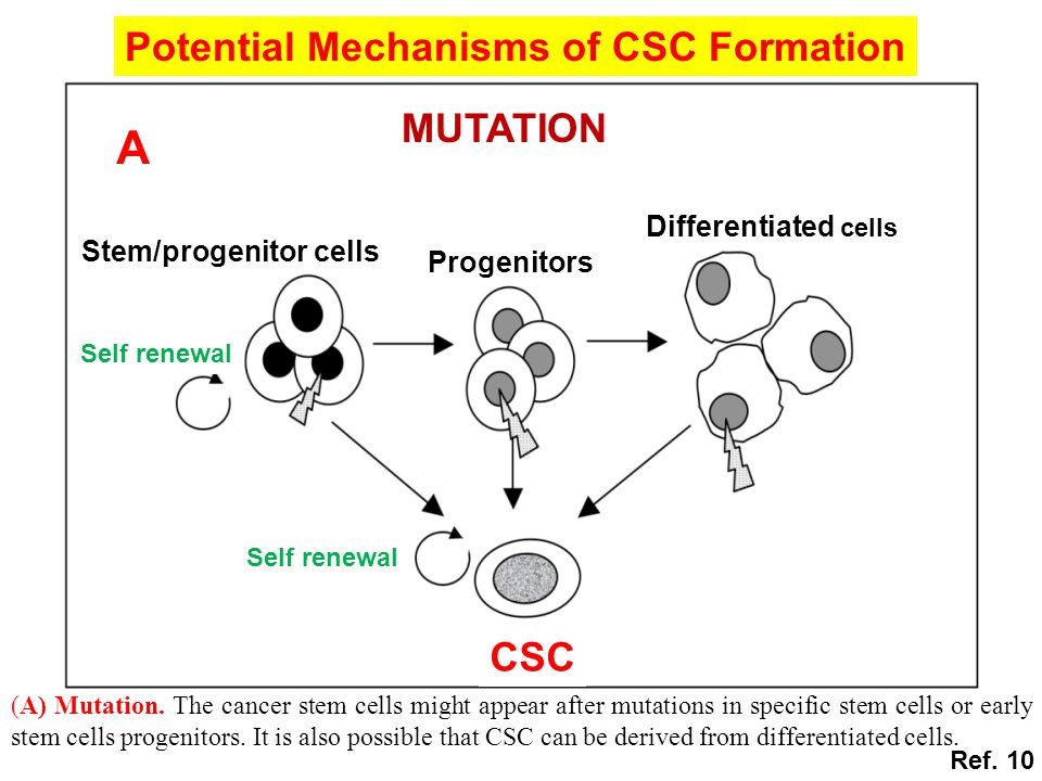 Potential Mechanisms of CSC Formation CSC MUTATION A Progenitors Self renewal Stem/progenitor cells Differentiated cells (A) Mutation.