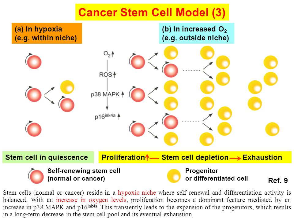 Cancer Stem Cell Model (3) Stem cells (normal or cancer) reside in a hypoxic niche where self renewal and differentiation activity is balanced.