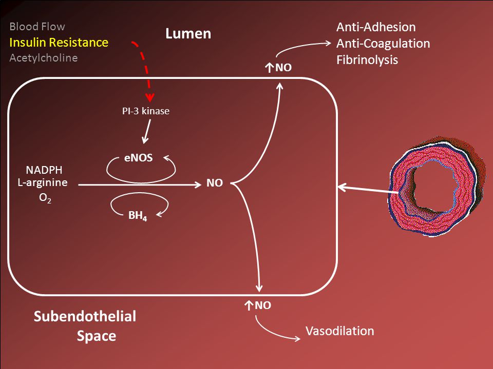 NO L-arginine O 2 NADPH Lumen ↑NO Subendothelial Space eNOS BH 4 PI-3 kinase Blood Flow Insulin Resistance Acetylcholine Anti-Adhesion Anti-Coagulation Fibrinolysis Vasodilation