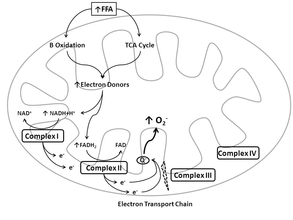 Β Oxidation ↑Electron Donors Electron Transport Chain ↑FADH 2 ↑ O 2 - TCA Cycle ↑ FFA ↑ NADH+H + NAD + e-e- Complex I Complex III Complex II Complex IV Q-Q- e-e- e-e- e-e- FAD